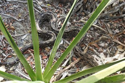 Agave vivipara, photographed by Sebastián de Jesús Herrera Buenfil