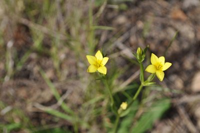 Centaurium maritimum, photographed by Josep Gesti