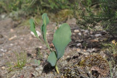 Bupleurum rigidum, photographed by Josep Gesti