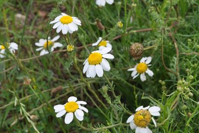 Anacyclus clavatus, photographed by Josep Gesti