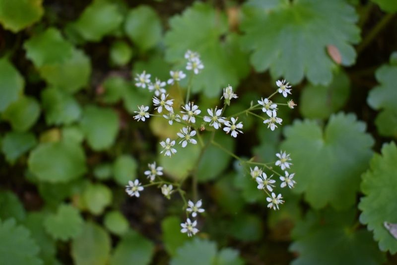 Micranthes marshallii, photographed by Gail A Baker