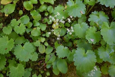 Micranthes marshallii, photographed by Gail A Baker
