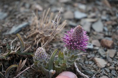 Veronica wyomingensis, photographed by Spencer Quayle