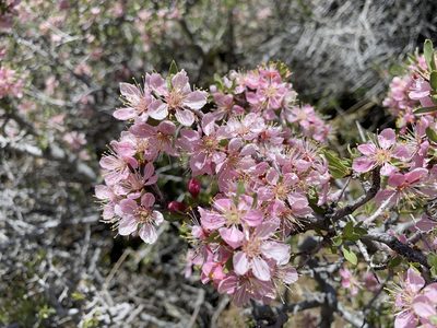 Prunus andersonii, photographed by Peter Garber