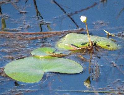 Nymphoides humboldtiana, photographed by Kahio Tiberio Mazon