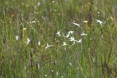 Rhynchospora latifolia, photographed by Lauren McLaurin