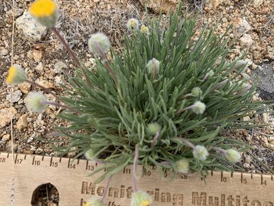 Erigeron bloomeri, photographed by mark-groeneveld