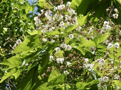 Catalpa bignonioides, photographed by Laura Clark