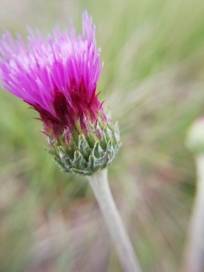 Cirsium tuberosum, photographed by David Delon