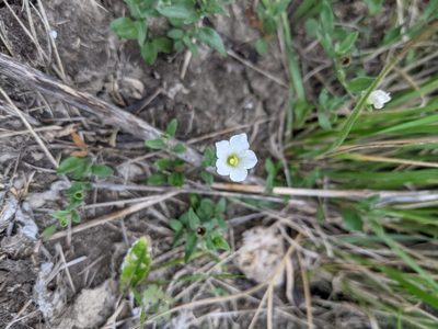 Bouchetia erecta, photographed by Cleveland Powell