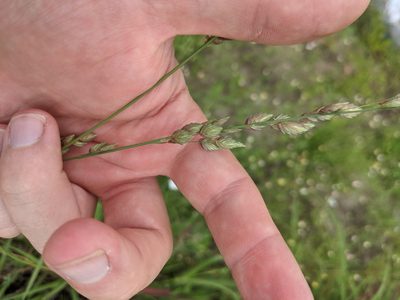 Eragrostis superba, photographed by Cleveland Powell