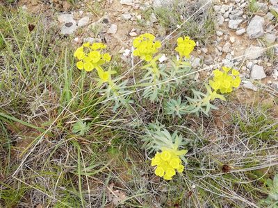 Euphorbia nicaeensis, photographed by David Delon