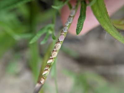 Paspalum setaceum, photographed by Cleveland Powell