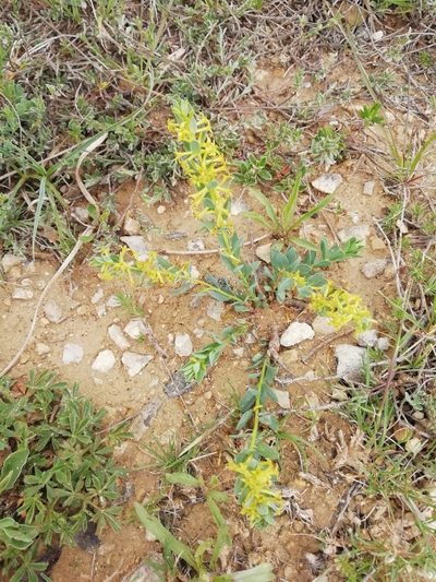 Thymelaea sanamunda, photographed by David Delon