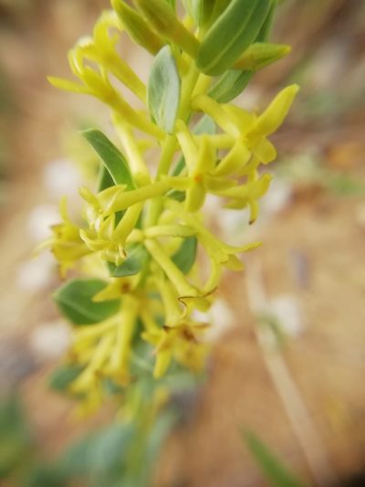 Thymelaea sanamunda, photographed by David Delon
