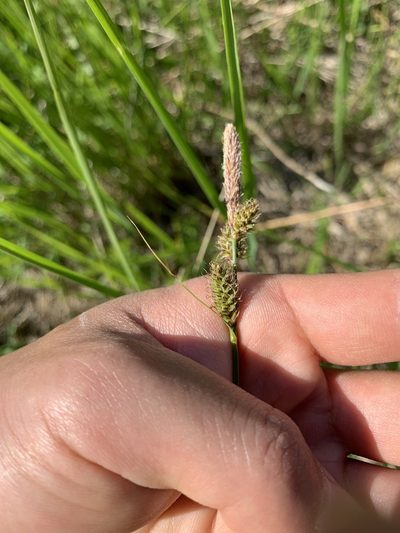 Carex vestita, photographed by Zihao Wang