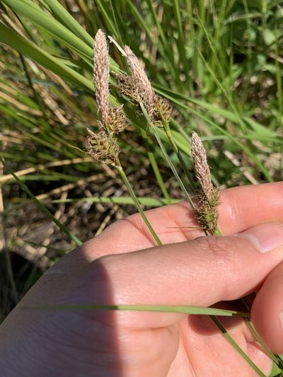 Carex vestita, photographed by Zihao Wang