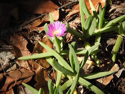 Carpobrotus glaucescens, photographed by Greg Tasney