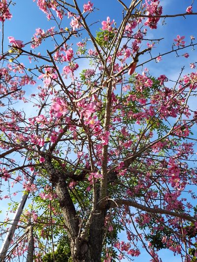 Ceiba pubiflora, photographed by Rafael Silva