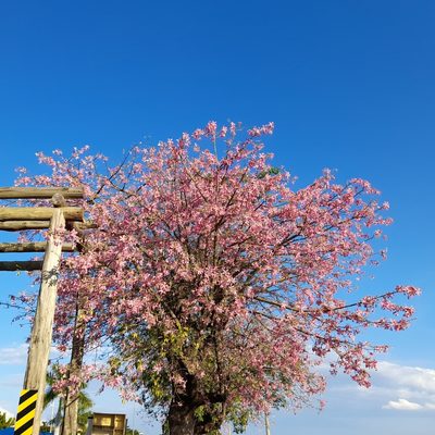 Ceiba pubiflora, photographed by Rafael Silva