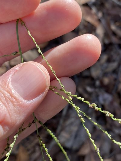 Digitaria parviflora, photographed by Greg Tasney