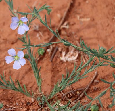 Linum pratense, photographed by Catherine C. Galley