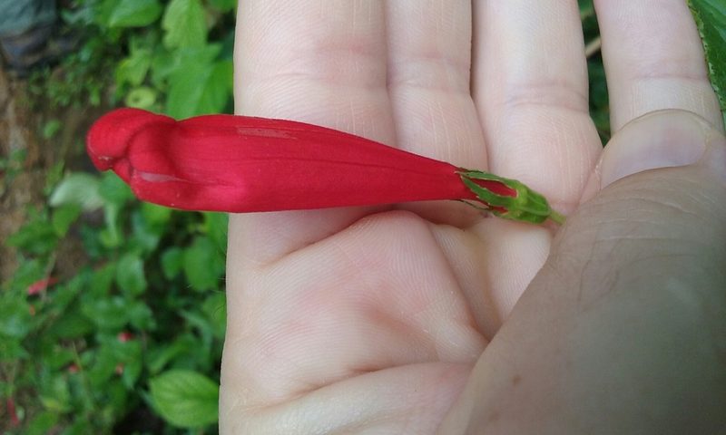 Centropogon coccineus, photographed by rockybajada