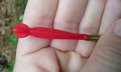 Centropogon coccineus, photographed by rockybajada