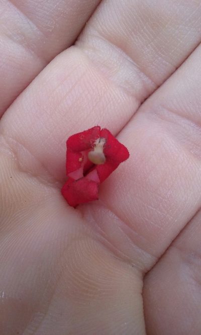 Centropogon coccineus, photographed by rockybajada