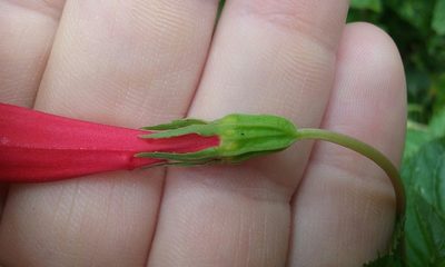 Centropogon coccineus, photographed by rockybajada