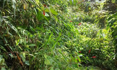 Centropogon coccineus, photographed by rockybajada