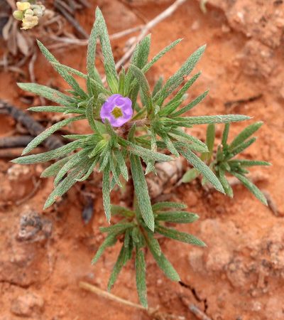 Nama stevensii, photographed by Catherine C. Galley