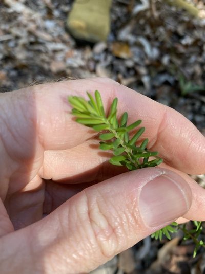 Styphelia margarodes, photographed by Greg Tasney