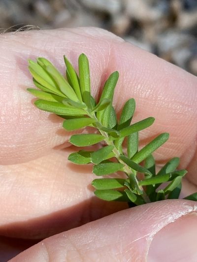 Styphelia margarodes, photographed by Greg Tasney