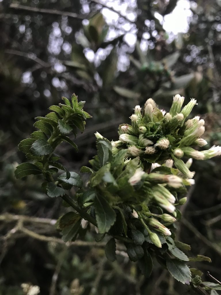 Baccharis bogotensis, photographed by Nicolás Baresch Uribe