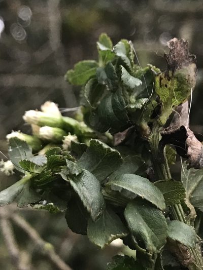 Baccharis bogotensis, photographed by Nicolás Baresch Uribe