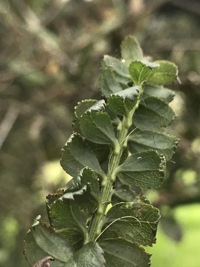 Baccharis bogotensis, photographed by Nicolás Baresch Uribe