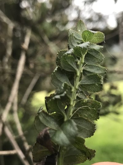 Baccharis bogotensis, photographed by Nicolás Baresch Uribe