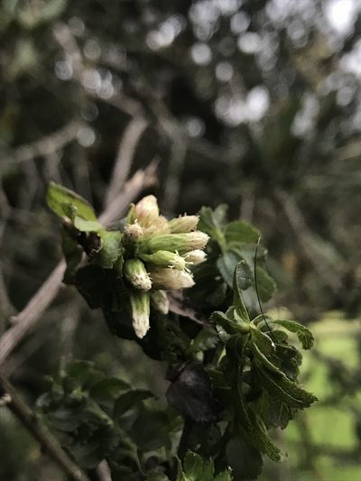 Baccharis bogotensis, photographed by Nicolás Baresch Uribe