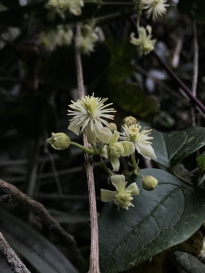 Clematis haenkeana, photographed by Nicolás Baresch Uribe