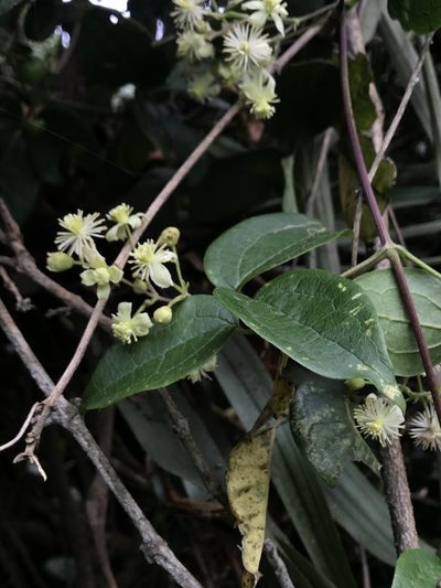 Clematis haenkeana, photographed by Nicolás Baresch Uribe