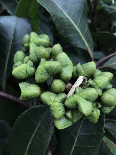 Zanthoxylum quinduense, photographed by Nicolás Baresch Uribe