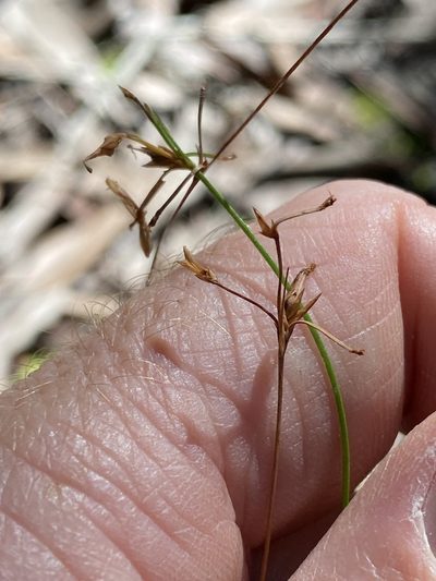 Trachystylis stradbrokensis, photographed by Greg Tasney