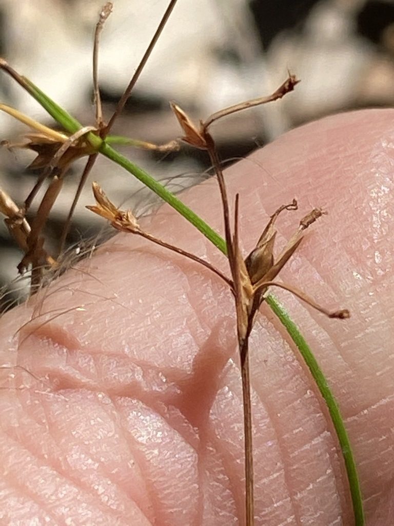 Trachystylis stradbrokensis, photographed by Greg Tasney