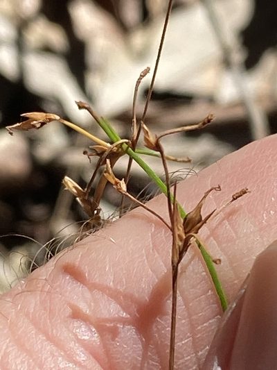 Trachystylis stradbrokensis, photographed by Greg Tasney