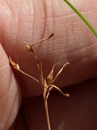 Trachystylis stradbrokensis, photographed by Greg Tasney