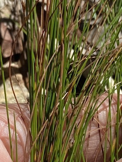 Trachystylis stradbrokensis, photographed by Greg Tasney