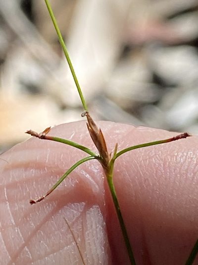 Trachystylis stradbrokensis, photographed by Greg Tasney