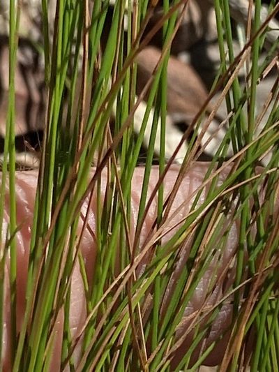 Trachystylis stradbrokensis, photographed by Greg Tasney
