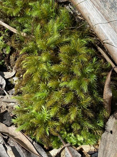 Pyrrhobryum paramattense, photographed by Greg Tasney